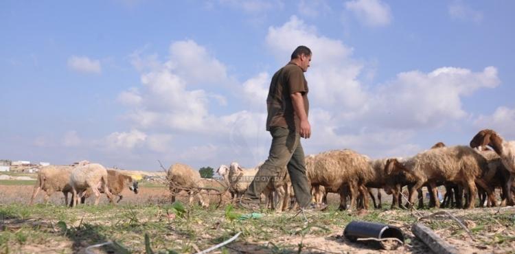 رعاة الاغنام.jpg