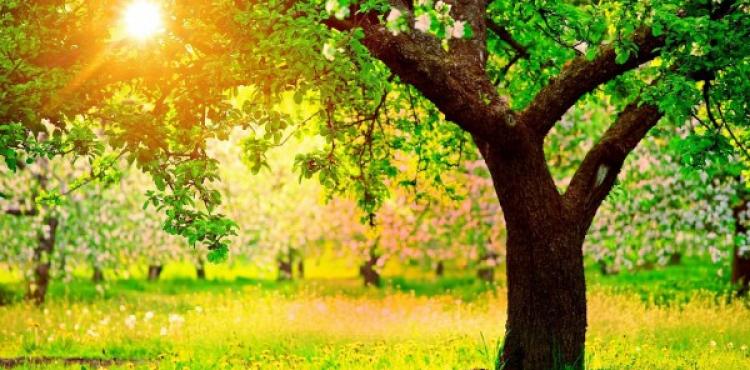 أجواء معتدلة - حالة الطقس.