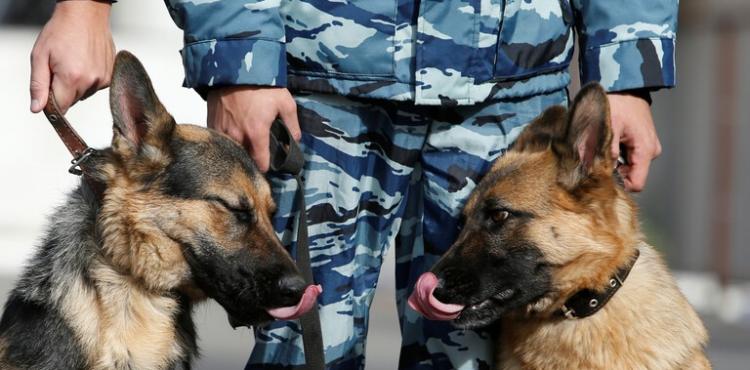 كلاب بوليسية.jpg