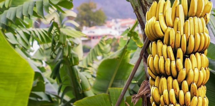 الموز - موز.jpg