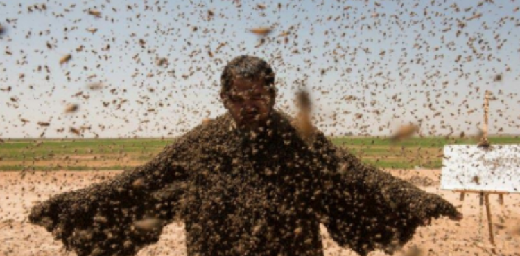 نحل يغطي رجلا