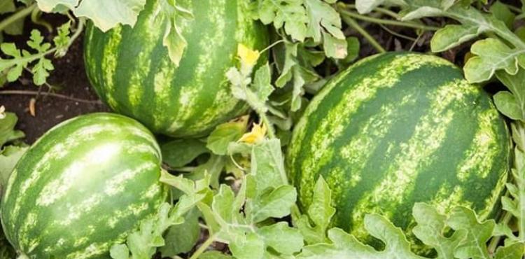 محاصيل البطيخ.jpg