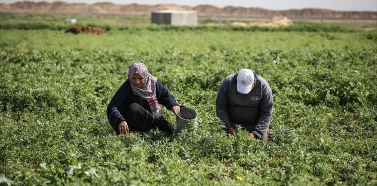 الزراعة في قطاع غزة.jpg