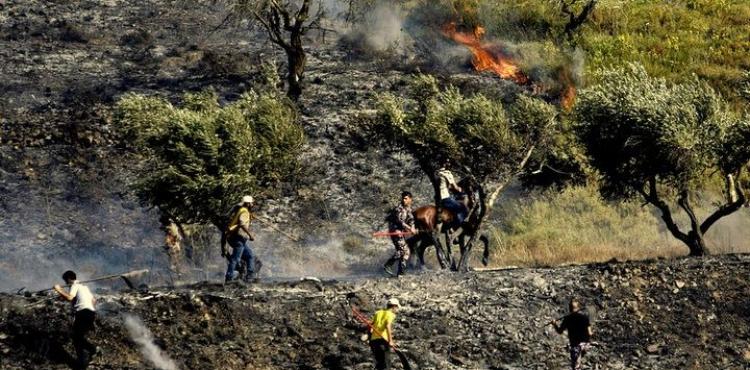 حرق أراضي زراعية.jpg