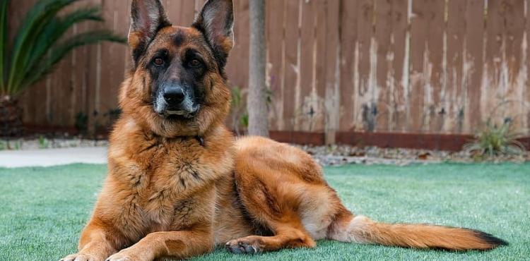 كلب الراعي الألماني.jpg