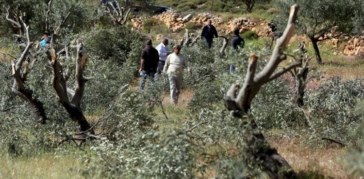 أشجار زيتون.jpg