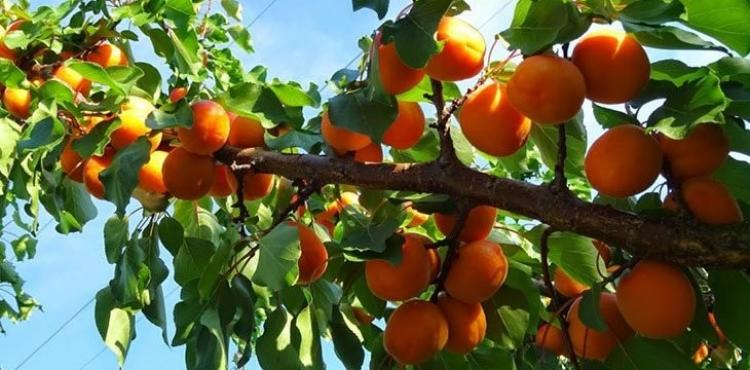 شجرة مشمش.jpg