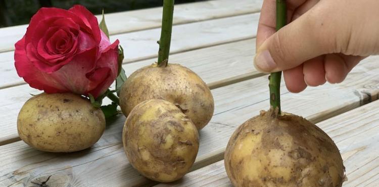 زراعة الورد بالبطاطس.jpg