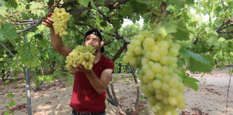 موسم حصاد العنب (4).jpg