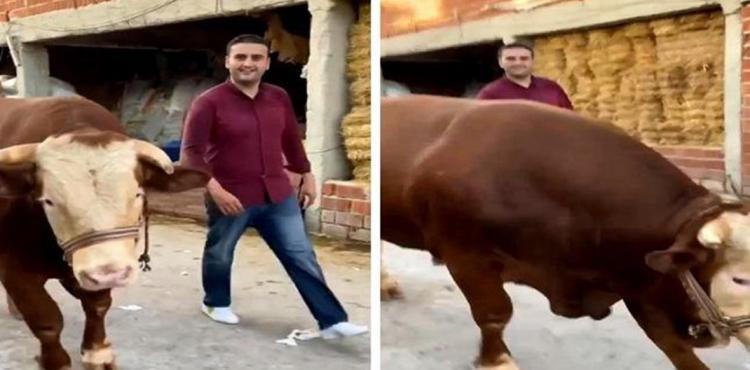 بقرة الشيف بوراك.jpg