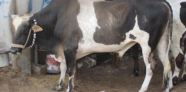 موعد عيد الأضحى فلكيًا لعام 2023