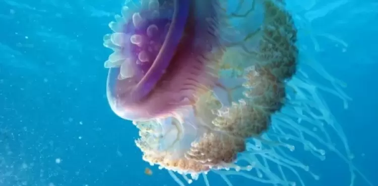 قنديل بحر.webp