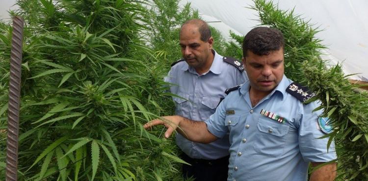 مشتل مخدرات.jpg