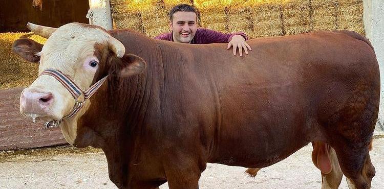 بقرة الشيف بوراك.jpeg