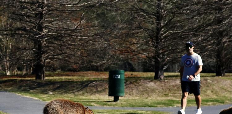 قوارض عملاقة (2).jpg