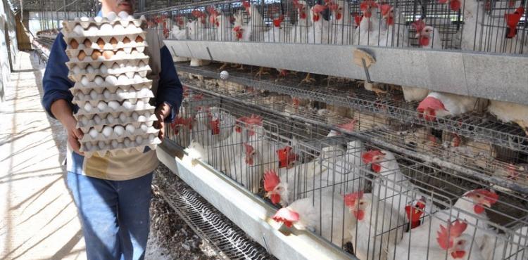 مزرعة دجاج بيّاض.jpg