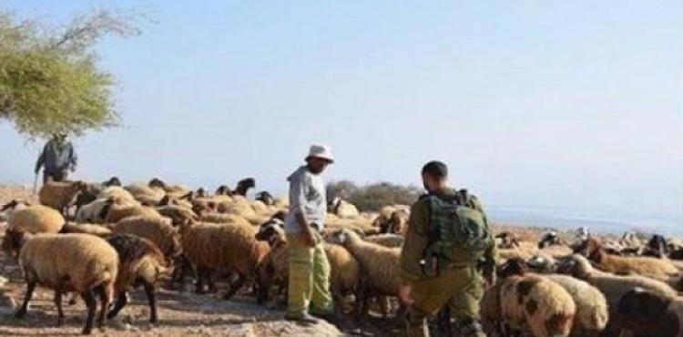 جيش الاحتلال يسرق أغنام من لبنان.jpg