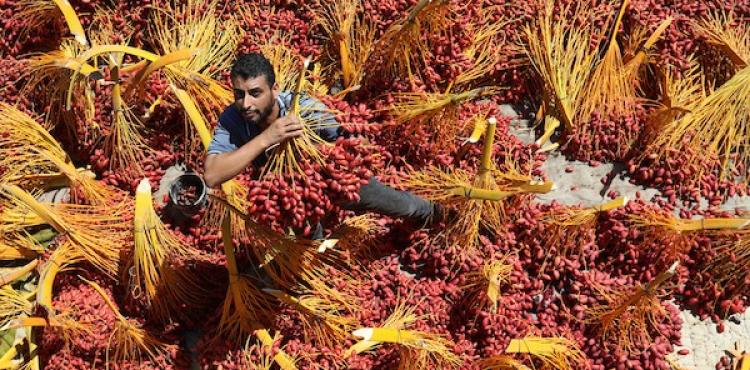 جني البلح (2).jpg