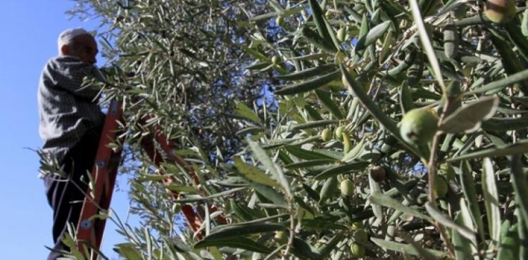 قطف الزيتون.jpg