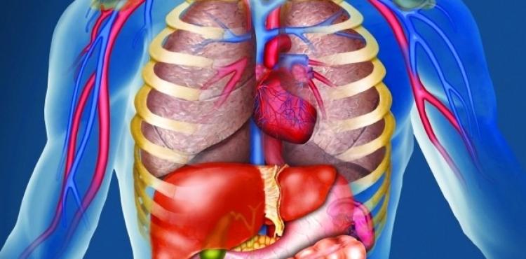 جسم الانسان.jpg