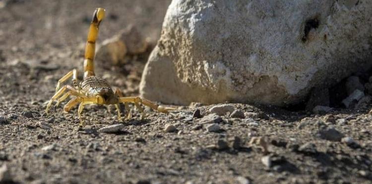 لدغة العقرب.jpg