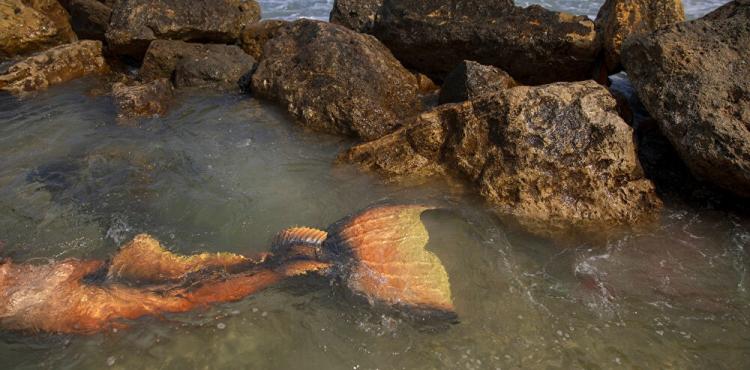 عروس بحر مينة في مصر.jpg