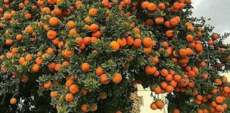 شجرة برتقال.jpg