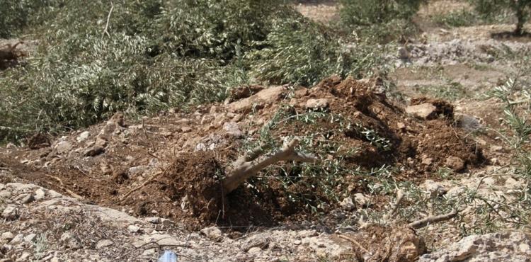 اقتلاع أشجار زيتون.jpg