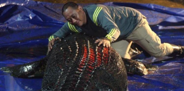 اضخم تمساح في العالم.jpg