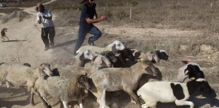 مستوطنون يعتدون على رعاة الأغنام.jpg