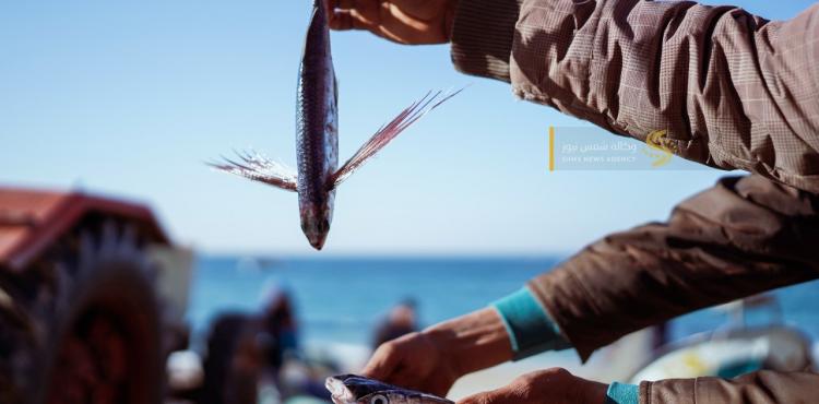 سمك العصافير 9.jpg