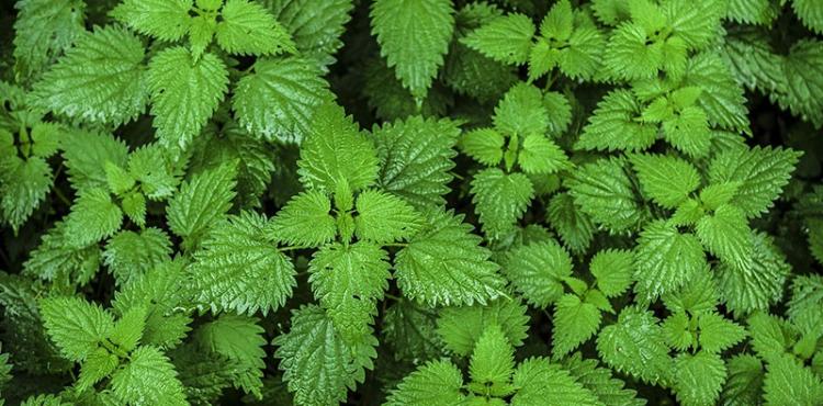 عشبة القراص.jpg