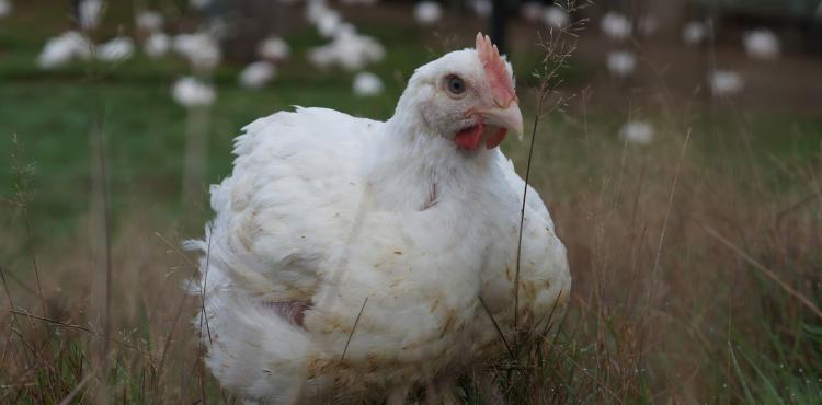 سعر الدجاج اليوم.jpg