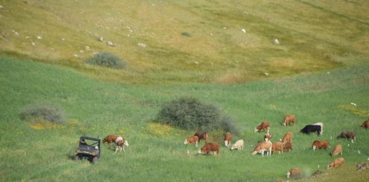 أبقار المستوطنين ترعى مزروعات المواطنين في الأغوار