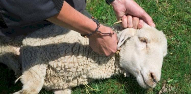 حكم الأضحية.jpg