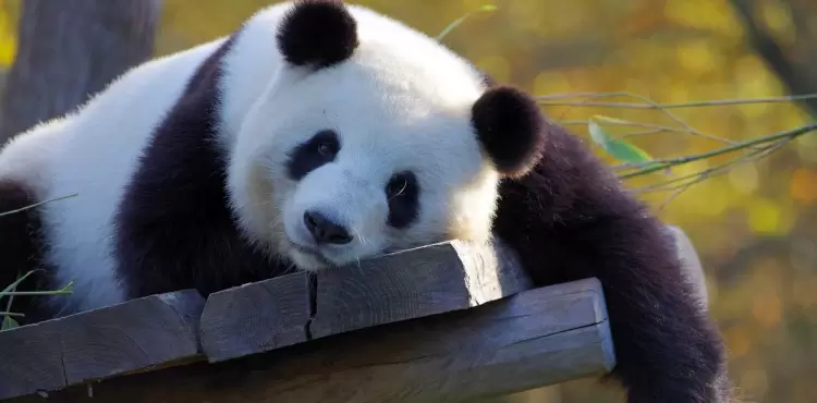 اكبر باندا.webp
