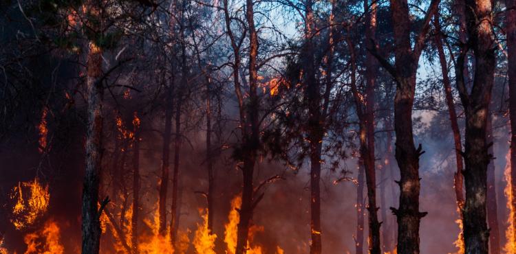 صور حرائق 2022.jpg