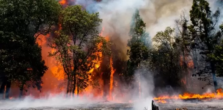 صرو حرائق الجزائر  2022.webp