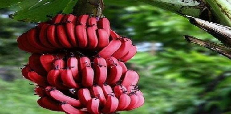 الموز الأحمر.jpg