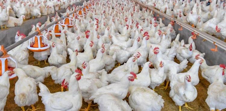 أسعار الدجاج اليوم.jpg