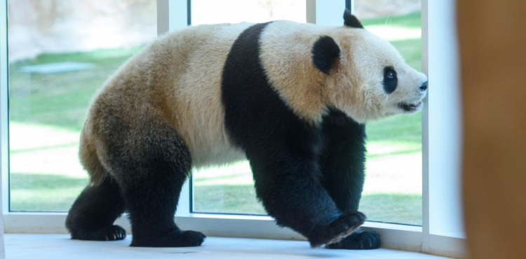 زوج الباندا سهيل وثريا في قطر (1).jpg