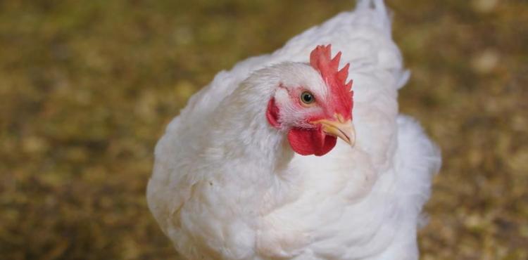 أسعار الدجاج اليوم.jpg