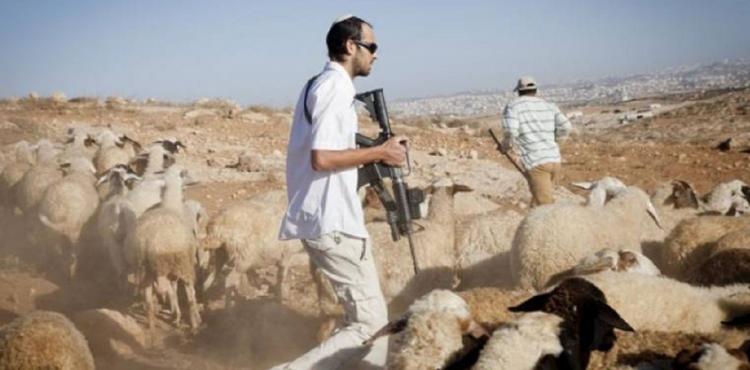 مستوطنون يسرقون الاغنام في الضفة.jpg