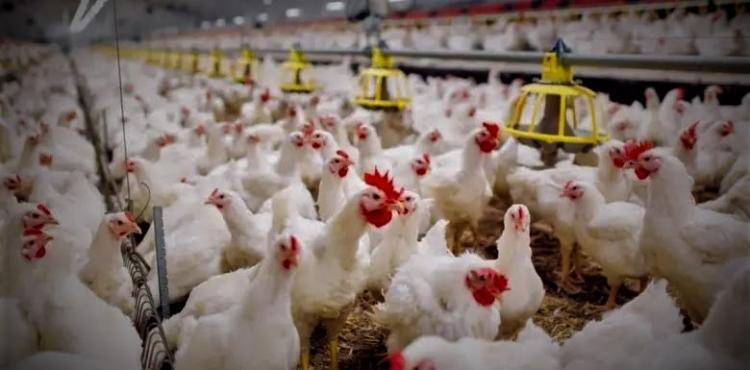 أسعار الدجاج واللحوم والخضروات اليوم.jpg