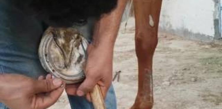 حدوة الحصان