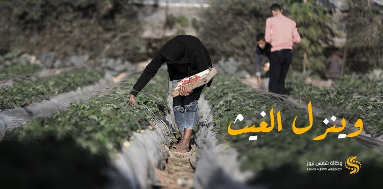 الزراعة في غزة