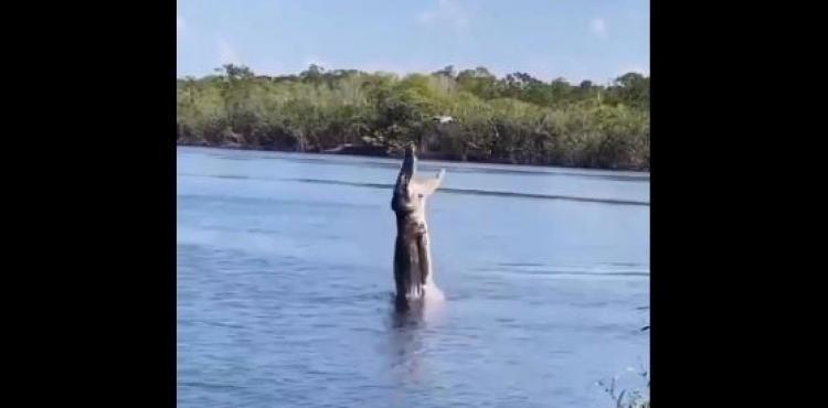 تمساح وطائرة دروان.JPG