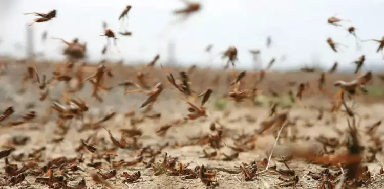 حقيقة انتشار الجراد في محافظة الأحساء السعودية.jpg