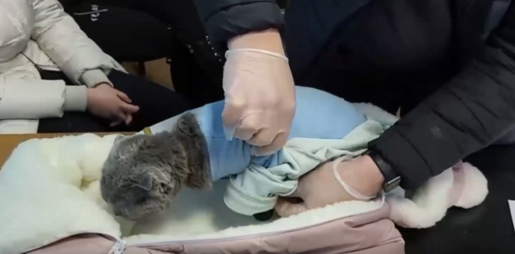 قط بملابس طفل.. القبض على موزعة مخدرات في روسيا.png