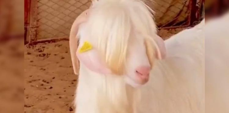 أجمل خروف في العيد.jpg